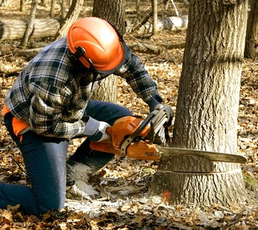 Tree Removal in Channing, MI